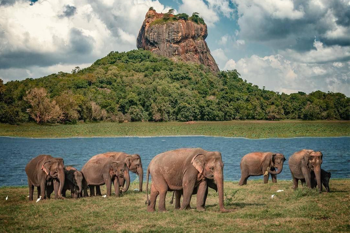 Sri Lanka Gnleri (Colombo  Kandalama  Kandy - Nuwara Eliya  Yala - Bentota)