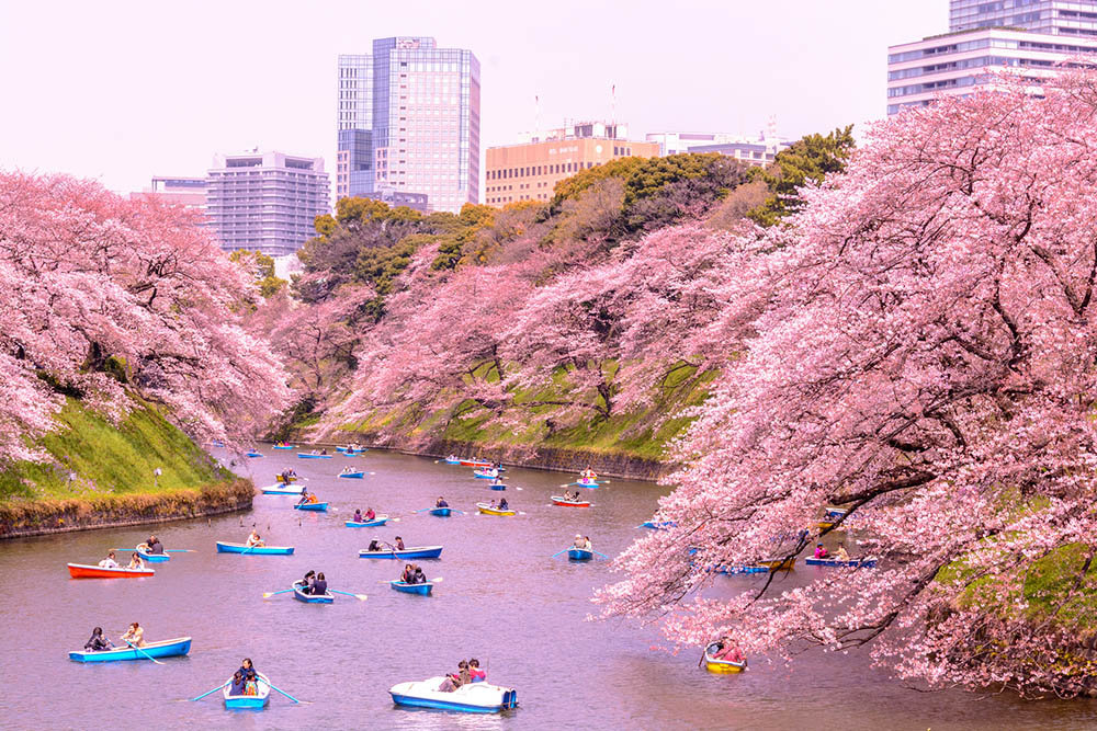 Sakura Zamaný Japonya 
